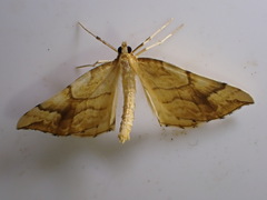Eulithis mellinata