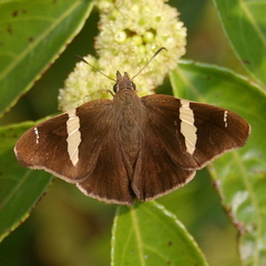 Oechydrus chersis