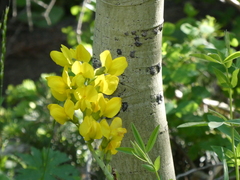 Thermopsis divaricarpa
