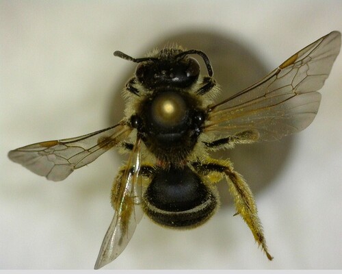 iNaturalist observation photo of Lasioglossum
