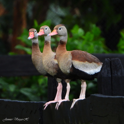 Dendrocygne à ventre noir