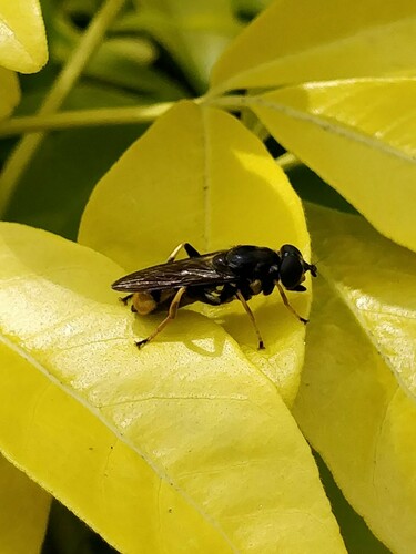 Golden-tailed Leafwalker, Grintweg 358-360, 6704 AS Wageningen, Nederland, photo 10 of 10