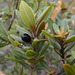 Pleioluma crebrifolia - Photo (c) Nathan Eltabet, some rights reserved (CC BY-NC), uploaded by Nathan Eltabet