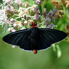 Pyrrhopyge charybdis