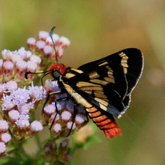 Sarbia damippe