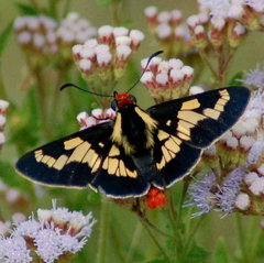 Sarbia damippe