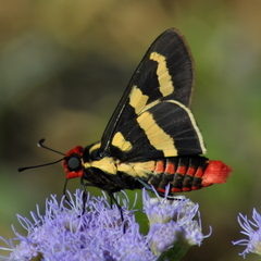 Sarbia damippe