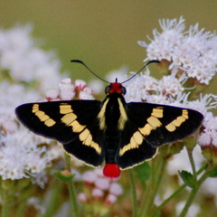 Sarbia damippe