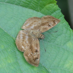 Quadrus u-lucida mimus