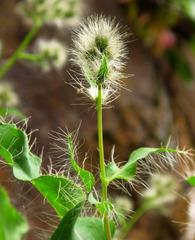 Hieracium longiberbe