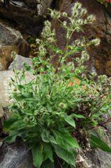 Hieracium longiberbe