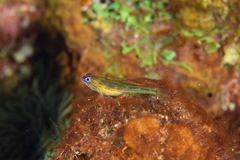 Coryphopterus lipernes