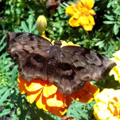 Achlyodes busirus