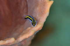 Elacatinus randalli
