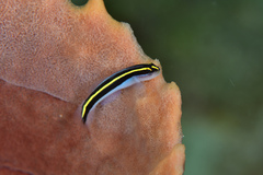 Elacatinus randalli