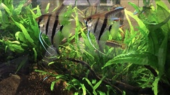 Pterophyllum