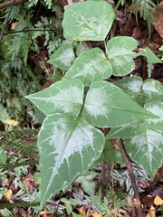 Desmodium wydlerianum