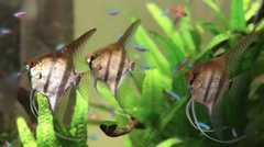 Pterophyllum