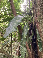 Asplenium serratum