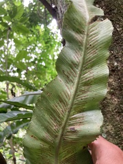 Asplenium serratum