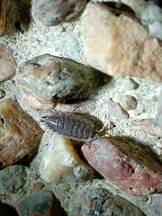 Porcellio scaber