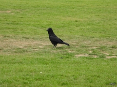 Corvus corone