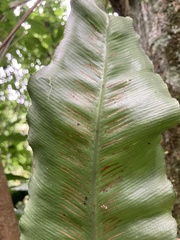 Asplenium serratum