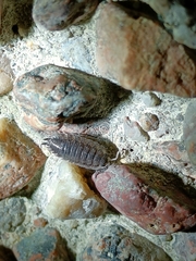 Porcellio scaber