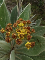 Espeletia corymbosa