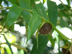 Angiospermae