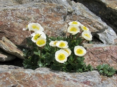 Ranunculus glacialis