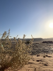 Haloxylon scoparium