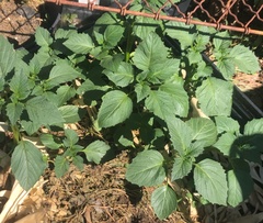 Physalis philadelphica