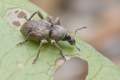 Metapocyrtus adspersus