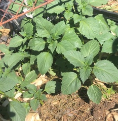 Physalis philadelphica