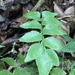 Stalked Maidenhair Fern - Photo (c) Omar Monzon Carmona, some rights reserved (CC BY-NC), uploaded by Omar Monzon Carmona