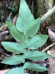 Adiantum petiolatum