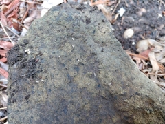 Armadillidium nasatum