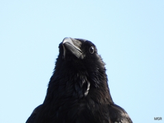 Corvus corone