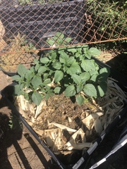 Physalis philadelphica