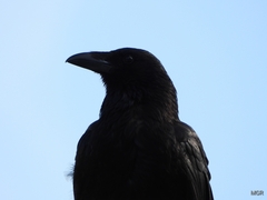 Corvus corone