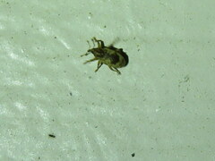 Ellescus ephippiatus