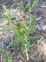 Cirsium andersonii
