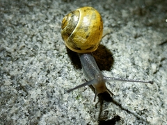 Cepaea