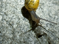 Cepaea