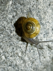 Cepaea