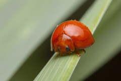 Chilocorus circumdatus