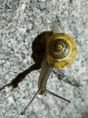 Cepaea