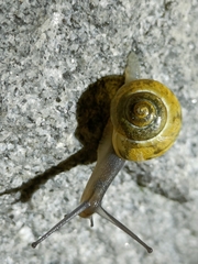 Cepaea