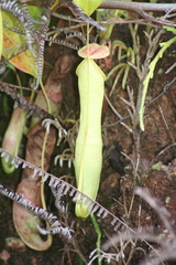 Nepenthes mirabilis